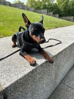 Hundesitting: Eddi ein lebhafter kleiner Junghund Berlin - Friedrichsfelde Vorschau