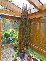 euphorbia trigona kaktus höhe 190cm Baden-Württemberg - Donzdorf Vorschau