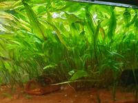 Wasserkelch Cryptocoryne wendti Pflanze Aquarium Rheinland-Pfalz - Saffig Vorschau