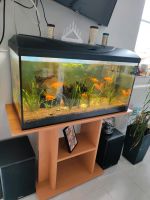Aquarium mit fisch Bayern - Deiningen Vorschau