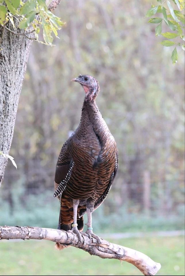 BRUTEIER Amerikanische Wildpute! in Schwaara