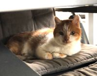 Kater ❗️vermisst/ Katze❗️entlaufen, zugelaufen, gefunden, Totfund Nordrhein-Westfalen - Herten Vorschau