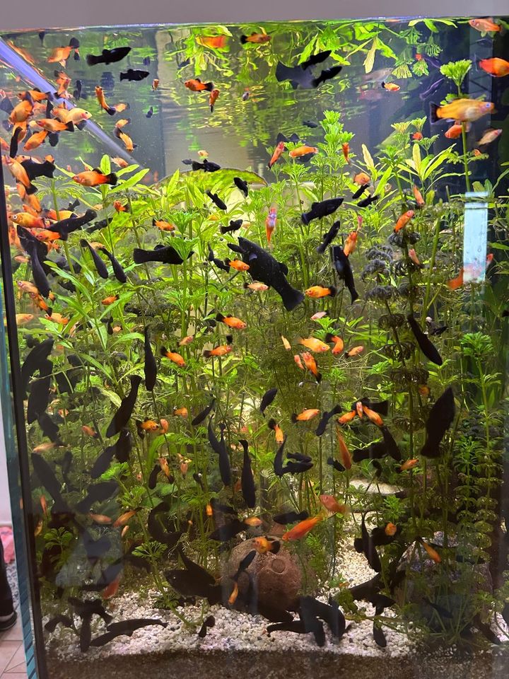 Aquarium Fische Black Molly schwarze Fische Platy in Bad Liebenwerda