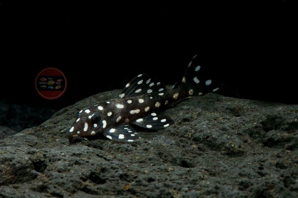 L240 Leporacanthicus sp. aff. "GALAXIAS" in Hoppegarten