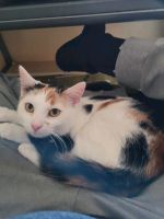 Katze Lotti gestohlen!!! Brandenburg - Schwielochsee Vorschau