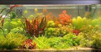 Aquarium 250 Liter (100x50x50) Aquascaping Bayern - Bad Abbach Vorschau