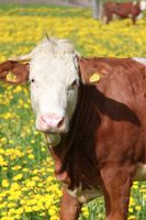 Färsen  Milchkuh Fresser Ochse Kälber Rindfleisch Simmertaler Bayern - Hergensweiler Vorschau