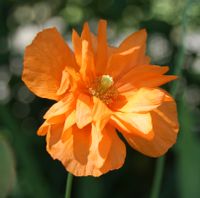 50+ Samen Spanischer Mohn Papaver rupifragum flore pleno Nürnberg (Mittelfr) - Aussenstadt-Sued Vorschau