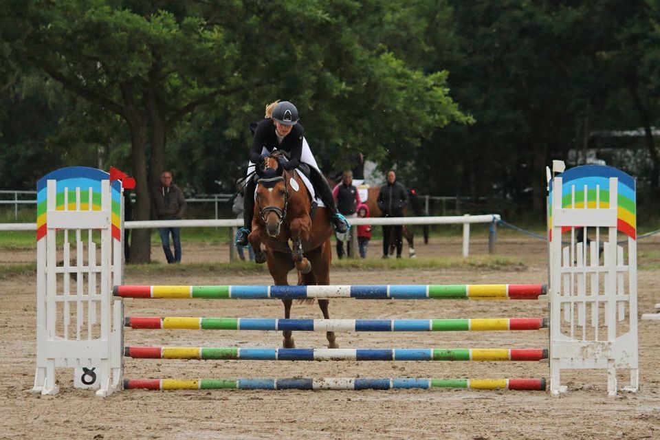 Deutsches Reitpony Lehrmeister Allrounder in Delmenhorst