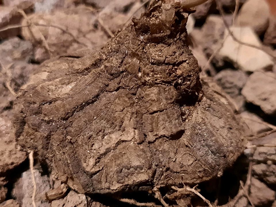 Dioscorea mexicana, Caudex, BEWURZELT MIT AUSTRIEB! in Kiel