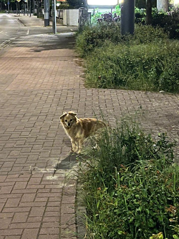 Hund gesichtet Lilienthal/Falkenberg in Lilienthal