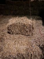 Heu Stroh kleinebünde Heuballen Groumet Futter HD Ballen Lose Kr. Dachau - Bergkirchen Vorschau