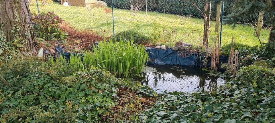 Schrebergarten/ Gartengrundstück /Grundstück bei Schwaikheim in Schwaikheim