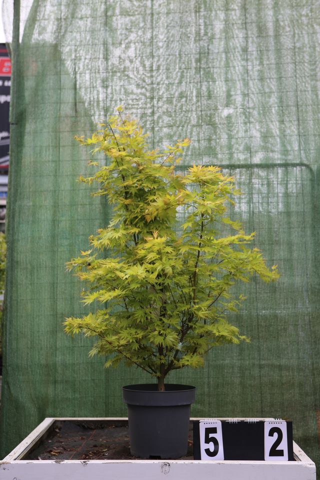 Acer palmatum ´Orange Dream´ Ahorn Ahornwochen no. 52 in Dietzhölztal