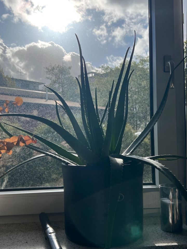 Riesige Aloe Vera Pflanze in Herne