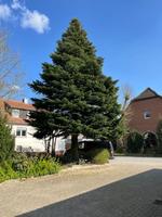 Tanne (ca 10-12 m) Niedersachsen - Melle Vorschau
