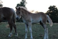 Haflinger Hengstjährling Hessen - Ortenberg Vorschau