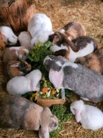 ♥Deutsche Widder Riesen Hase Kaninchen Großkaninchen ♥ Berlin - Köpenick Vorschau