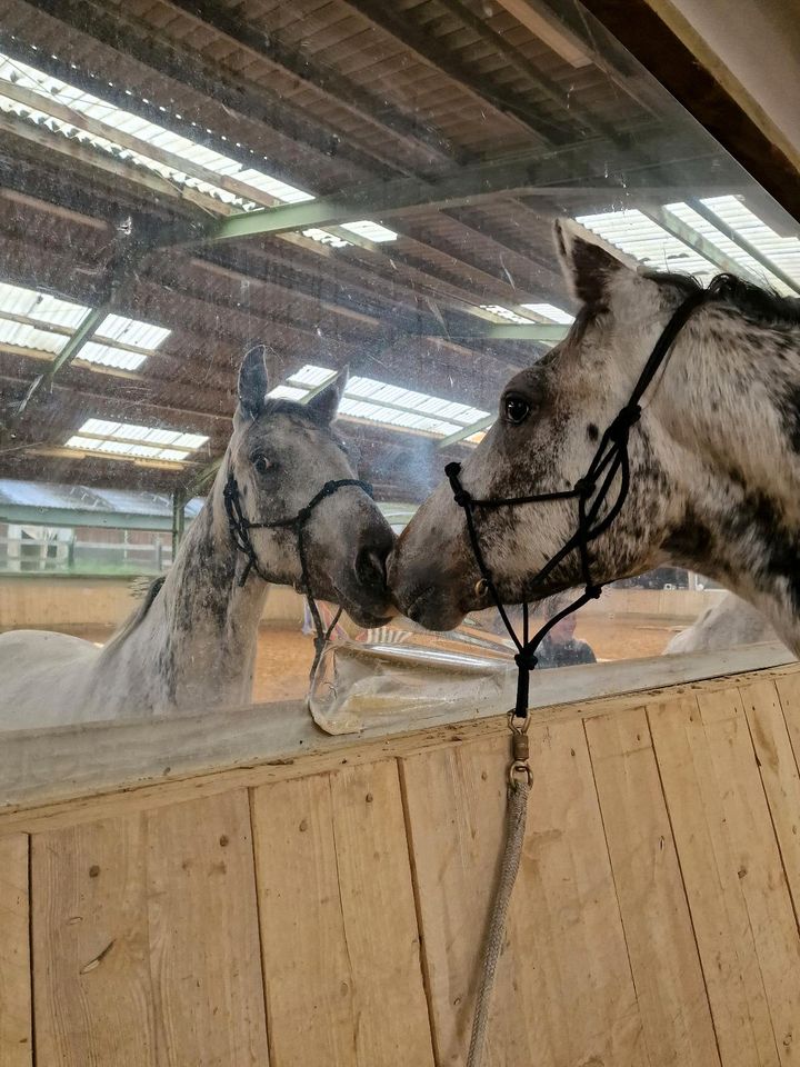 Appaloosa 3 Jährig Wallach roh westernpferd in Nieheim