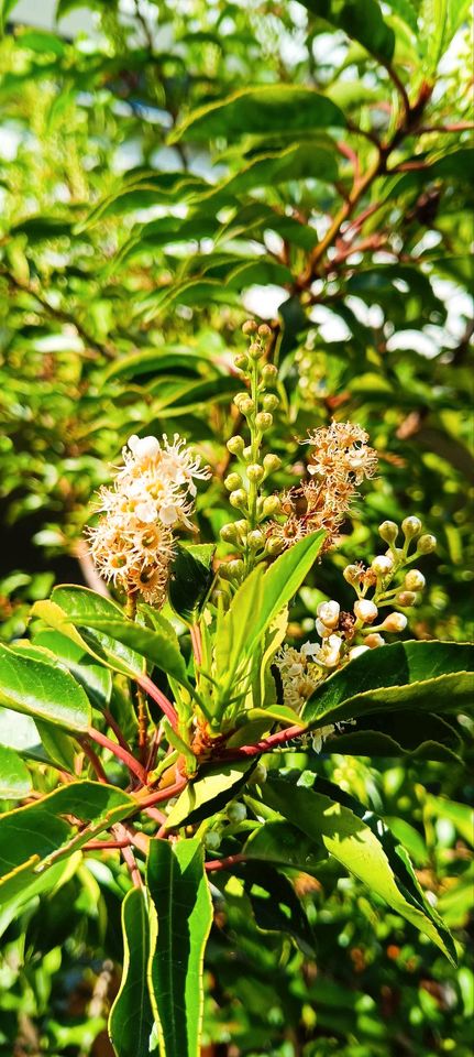 Portugiesische Lorbeer-Kirsche immergrün Baum Strauch Blüte weiß in Göppingen