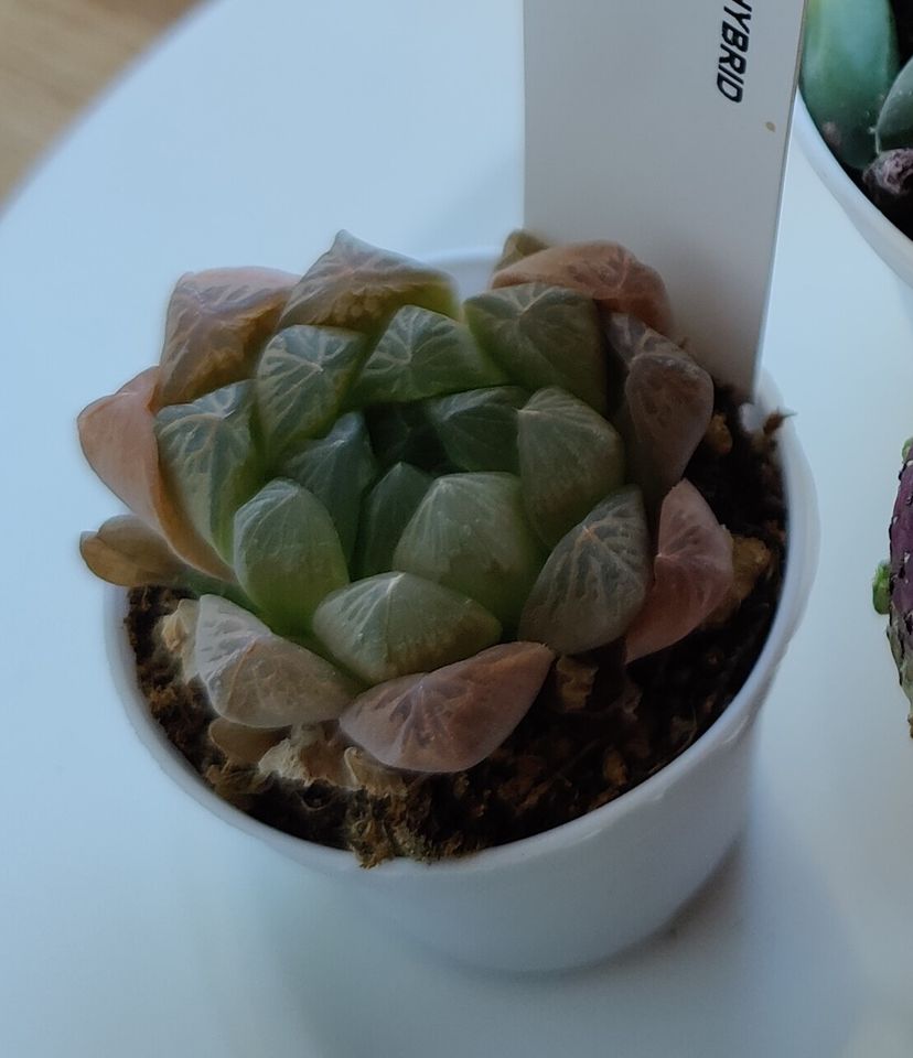 Ableger Haworthia Cooperi Hybrid für je 20 Cent in Dresden