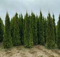 Thuja smaragd 2 m *Kostenloser Versand* Brandenburg - Werder (Havel) Vorschau