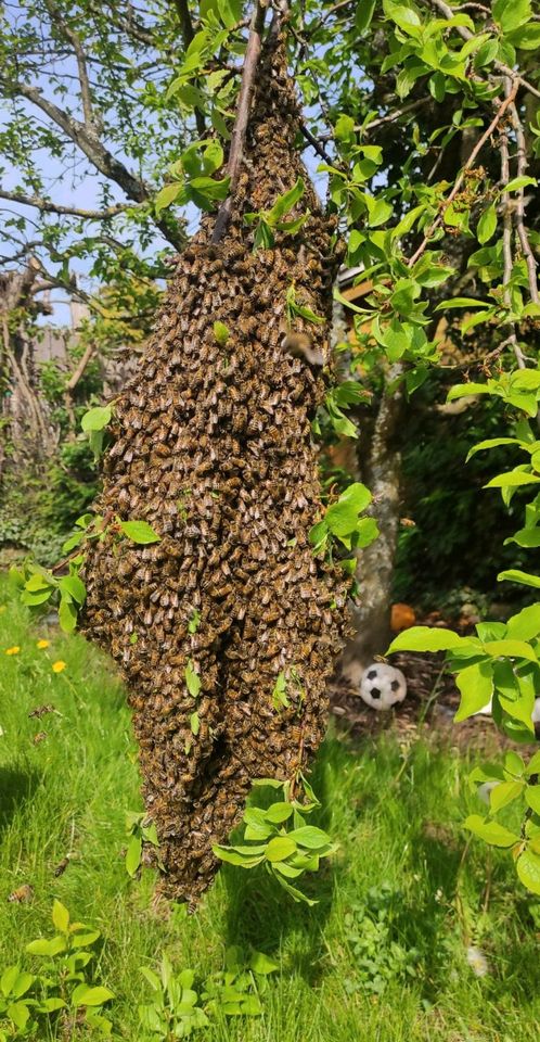 Bienenvölker Carnica Zandermaß in Essingen
