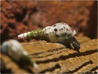 Malaiische Turmdeckelschnecke Nordrhein-Westfalen - Hamm Vorschau