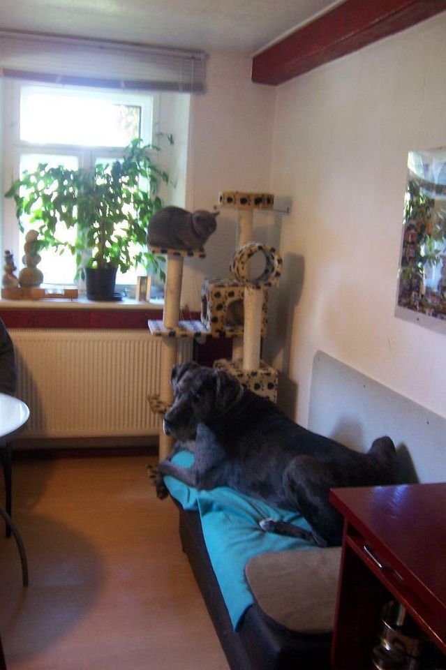 Hundebetreuung familiär + individuell      08491 Limbach/V. in Netzschkau