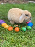 Deutsche Zwergwidder Kaninchen Niedersachsen - Haselünne Vorschau