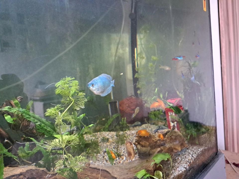 550l aquarium komplett in Saterland