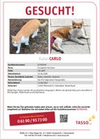 Kater rot weiß vermisst / Katze vermisst entlaufen gesucht Brandenburg - Michendorf Vorschau