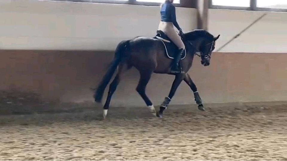 Reitbeteiligung an einem besonderen Dressurpferd in Meerbusch