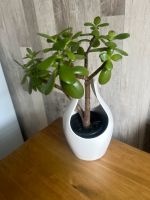 Echte Pflanze ( Geldbaum ) komplett mit Vase 15€ Dithmarschen - Heide Vorschau