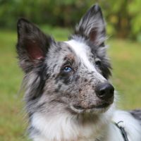 Malin, Mischling, 2,6 Jahre, männlich, Tierhilfe Franken e.V. Bayern - Lauf a.d. Pegnitz Vorschau