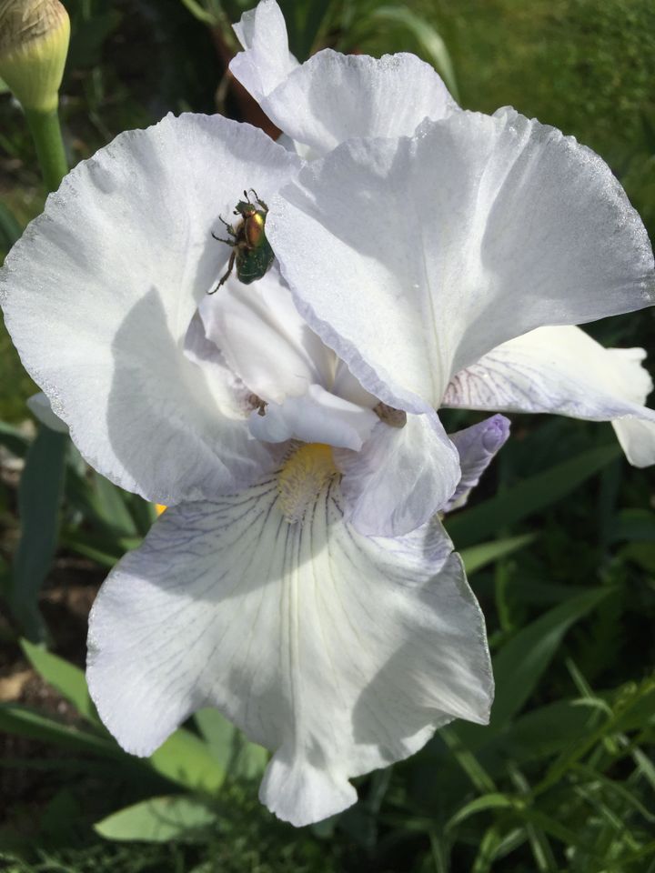 schwertlilie Iris Edeliris Bartiris tolle Farben in Neustadt an der Weinstraße