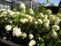 Hydrangea Hortensie Limelight,Sweet Summer,Pinky Winky,Candle Wim Sachsen-Anhalt - Bad Schmiedeberg Vorschau