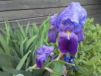 Violett-blaue Iris Baden-Württemberg - Konstanz Vorschau