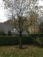 Baumfällung, Baumpflege, Wurzelfräsen, Mulchen Nordrhein-Westfalen - Gelsenkirchen Vorschau