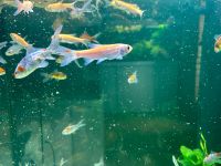 Aquarium / Teich Fisch; Goldorfe (Leuciscus idus) Stk 2,50€ Nordrhein-Westfalen - Erftstadt Vorschau
