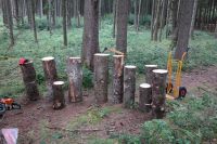 Holzstamm Hackklotz Fichtenstück Rundholz Maibaum München - Schwanthalerhöhe Vorschau