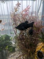 große Black Mollys abzugeben Aquarium Fische Niedersachsen - Oldenburg Vorschau