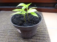 Chilipflanzen Chili Habanero Bhut Jolokia Rawit 8x Köln - Pesch Vorschau
