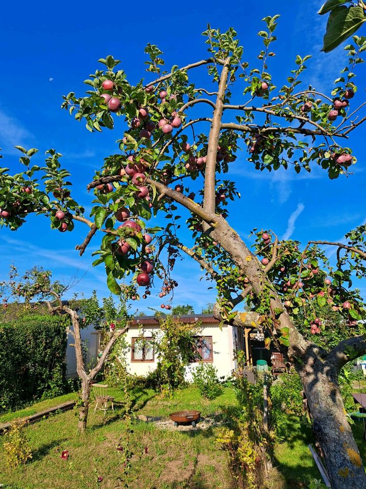 Kleingarten in Dresden-Stetzsch in Dresden