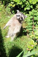 Busreise Tagesfahrt - Zoo Leipzig Sachsen-Anhalt - Coswig (Anhalt) Vorschau