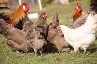 Vogtländer Huhn ( keine ) Bruteier Sachsen-Anhalt - Quedlinburg Vorschau