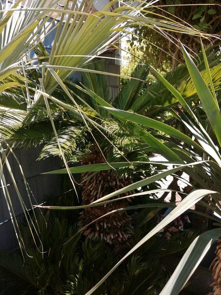 Riesiger cycas. Palmfarn. Stamm 80 cm. in Erding