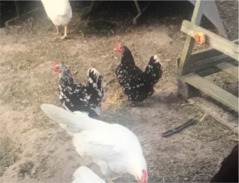 Zwerg Hühner zu verkaufen in Passow