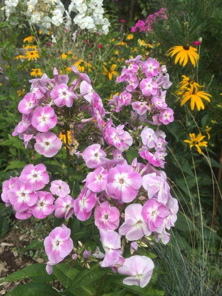 Phlox Staudenphlox verschiedene Blütenfarben Flammenblumen in Steina