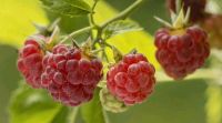 Aromatische Sommerhimbeere Himbeeren Himbeerpflanzen Brandenburg - Zeuthen Vorschau